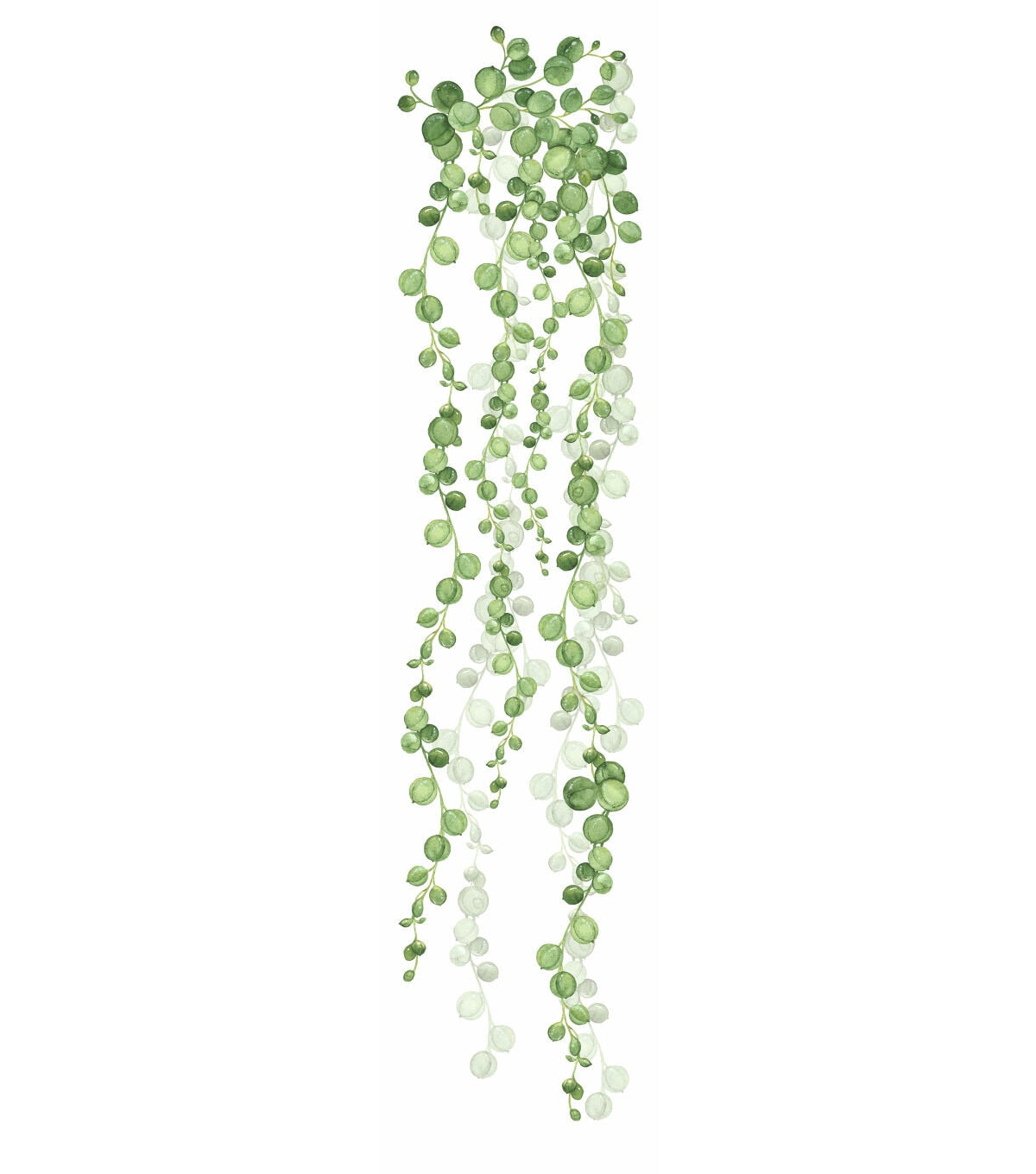 York Wallcoverings Wall Decals String of Pearls Vine