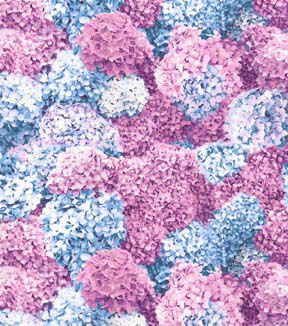 Fabric Traditions Pink & Blue Hydrangeas Premium Cotton Fabric